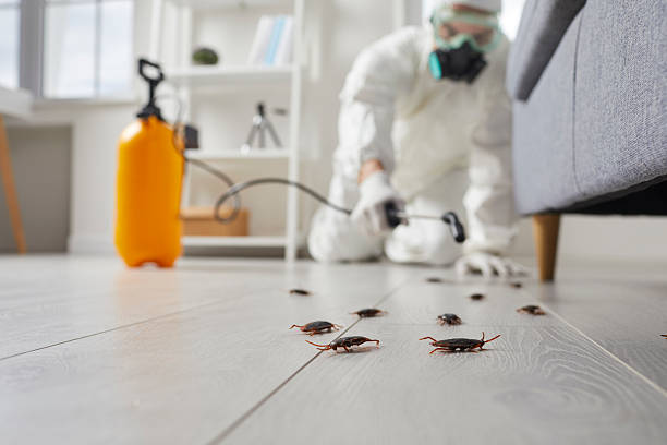 Post-Treatment Bed Bug Interceptor Monitoring in Maywood